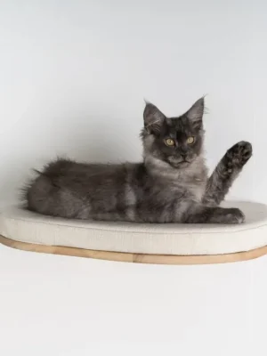 RhR XXL Luxury Cat Wall Bed béžový Exclusieve Aanbieding