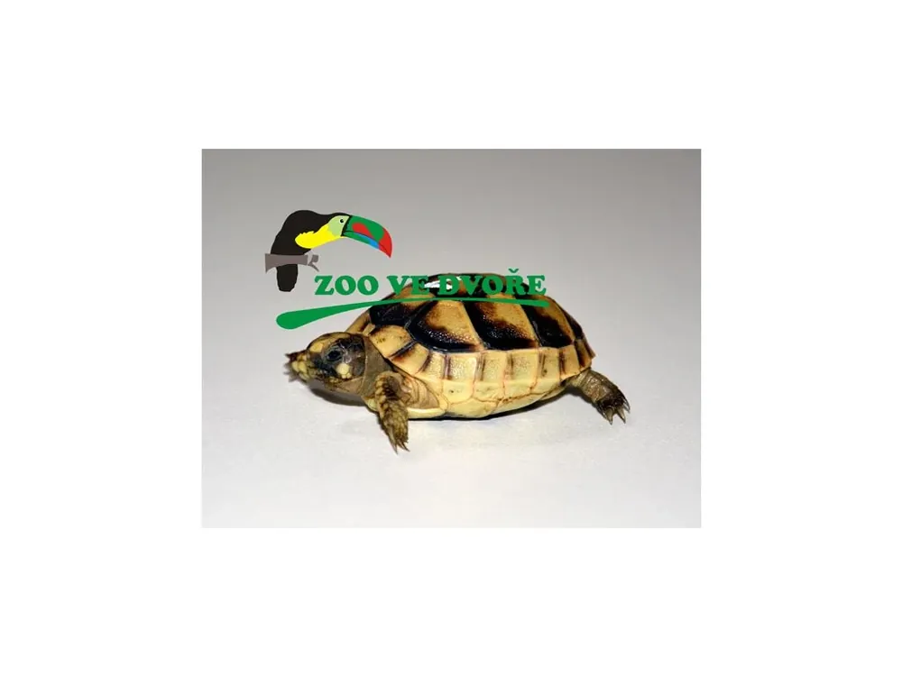 Želva vroubená (Testudo marginata) čipovaná Veilige Betaling