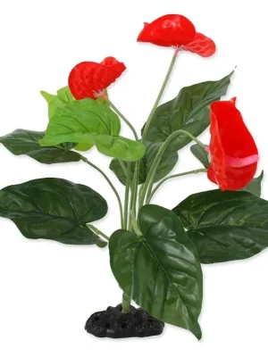Fabrieksprijs Rostlina REPTI PLANET kvetoucí Anthurium 40 cm
