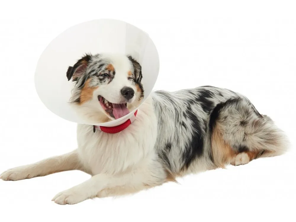 Límec ochranný BUSTER neprůhledný Classic Collar 7,5cm Veilige Betaling
